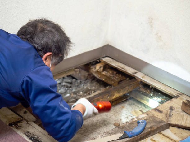 Best Commercial Mold Remediation in Seth Ward, TX