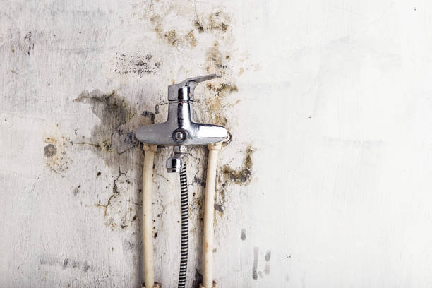 Reliable Seth Ward, TX Mold Remediation Solutions