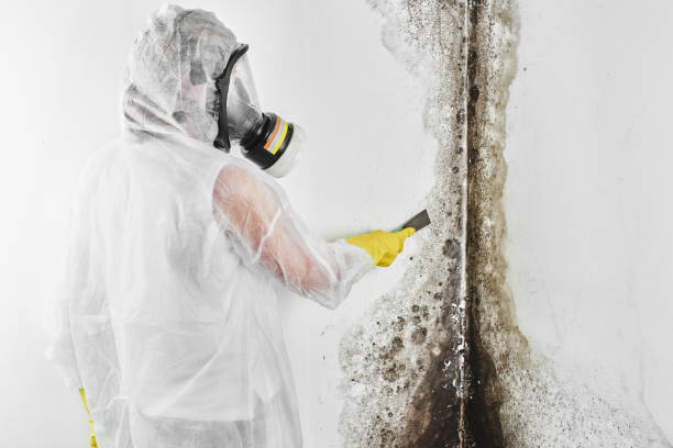 Best HVAC Mold Remediation in Seth Ward, TX