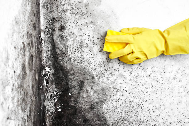  Seth Ward, TX Mold Removal Pros