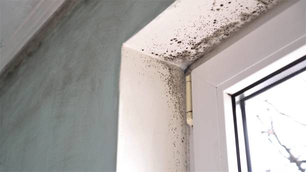 Best Emergency Mold Remediation in Seth Ward, TX