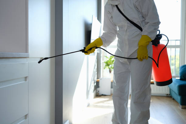 Best Commercial Mold Remediation in Seth Ward, TX