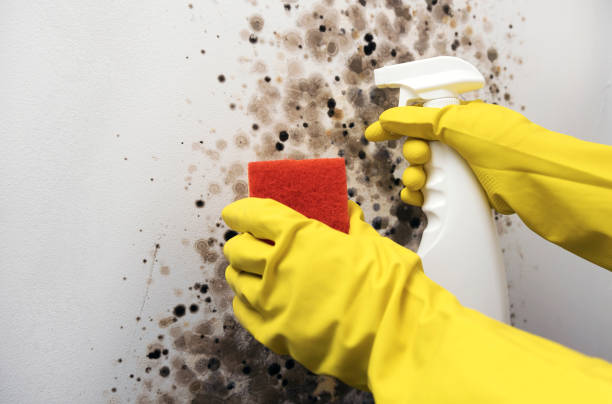 Best White Mold Remediation in Seth Ward, TX