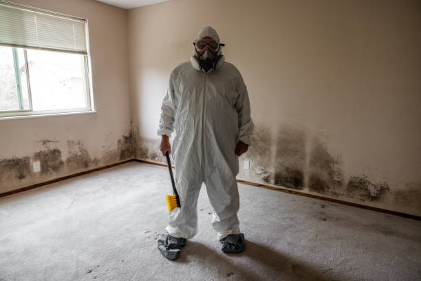 Best Kitchen Mold Remediation in Seth Ward, TX