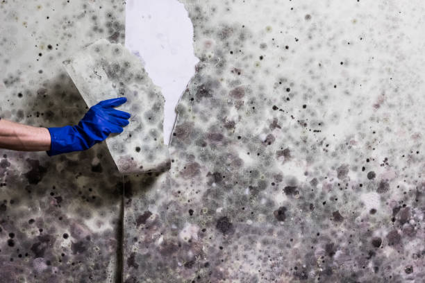 Best Preventive Mold Services in Seth Ward, TX